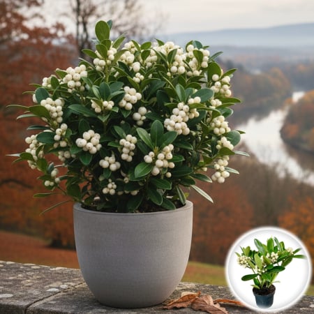 Plante Decorative - Skimmia Japonica - O'Berries - White