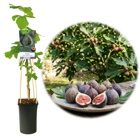 Fructifere - ficus-carica-brown-turkey-smochin-rezistent-frig-pepiniera-sibiu