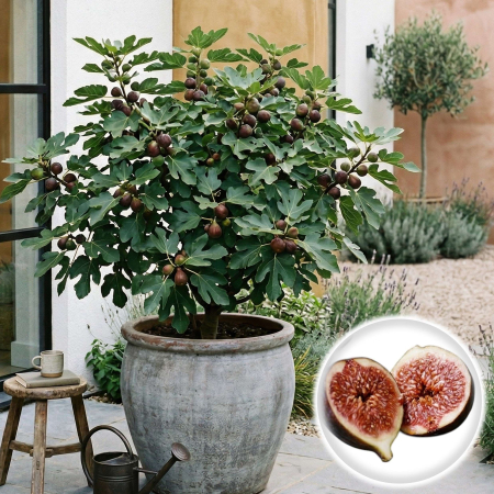 Arbusti Fructiferi - ficus-carica-smochin-puiet-ghiveci-pepiniera-sibiu