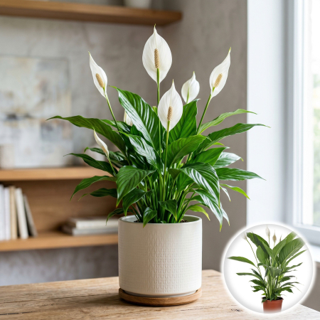 Crinul Pacii - Spathiphyllum Alana crinul pacii planta interior flori albe ghiveci 12cm Pepiniera Sibiu