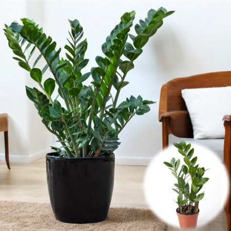 Planta Zz - Zamioculcas - Planta ZZ - 45cm