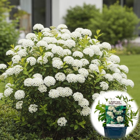 Plante Decorative - Spiraea Albiflora - 25cm+