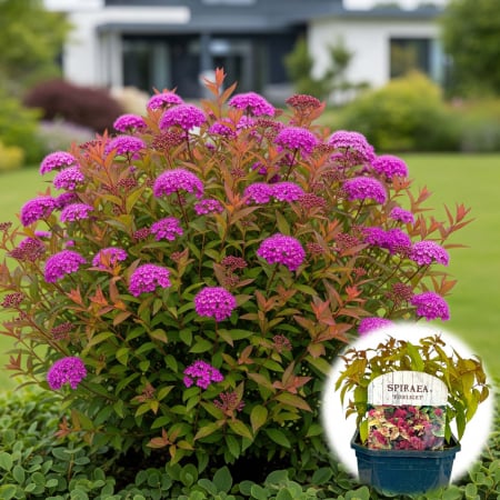 Plante Decorative - Spiraea Firelight - 25cm