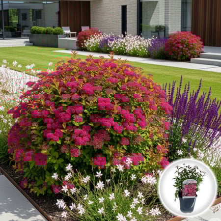 Plante Decorative - Spiraea Anthony Waterer - 25cm