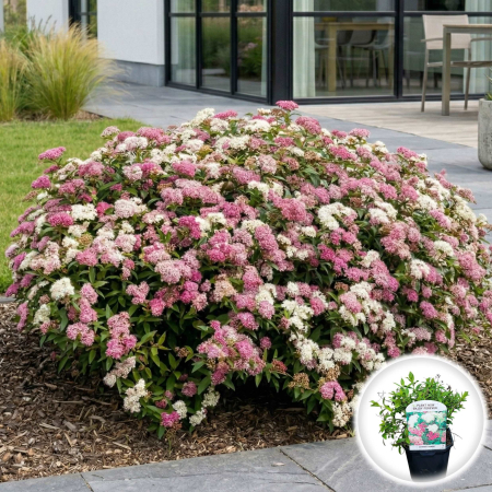 Spiraea - spiraea-japonica-genpei-arbust-bicolor-pepiniera-sibiu
