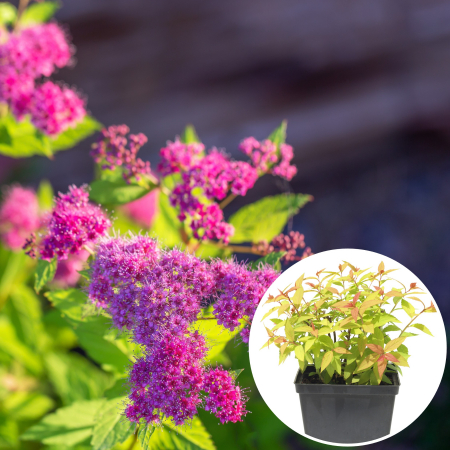 Spiraea Jap. Golden Princess 30cm (5L) [1]