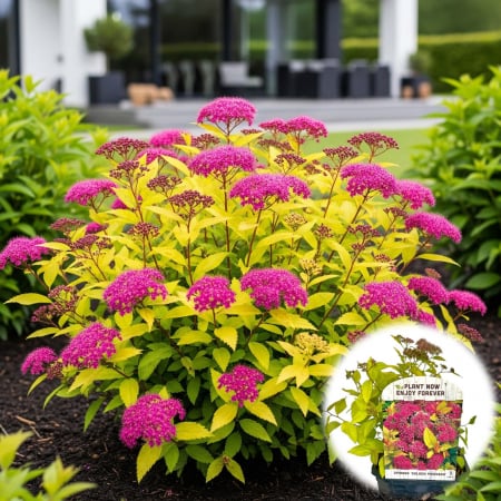 Spiraea - Spiraea Jap. Golden Princess 30cm (5L)