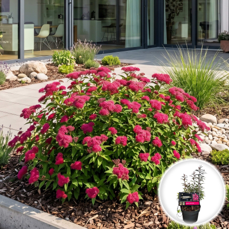 Spiraea - spiraea-japonica-darts-red-cununita-japoneza-pepiniera-sibiu
