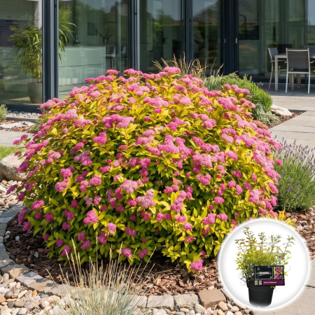 spiraea-japonica-goldmound-arbust-galben-pepiniera-sibiu [1]