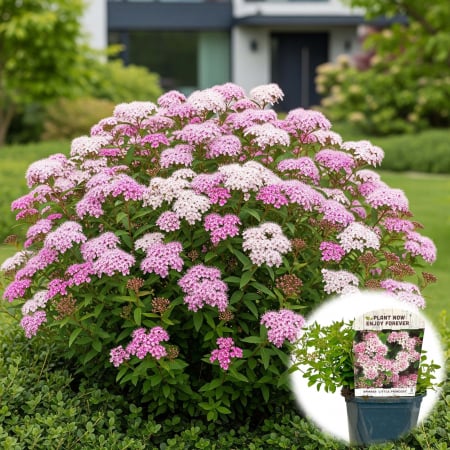 Plante Decorative - Spiraea Little Princess - 20cm+