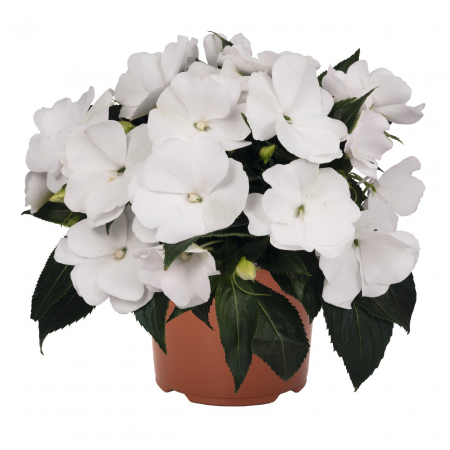 Flori Gradina si Balcon - Sporul Casei (Impatiens) - Alb (P11)