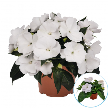 Sporul Casei (Impatiens) - Alb (P11) [1]