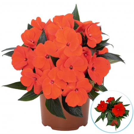 Sporul Casei (Impatiens) - Alb (P11) [2]