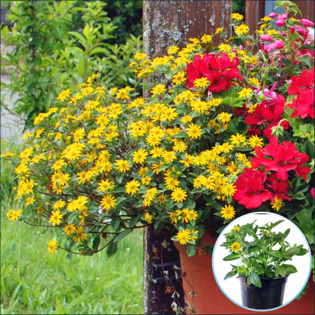 Flori Gradina si Balcon - Sanvitalia Procumbens - (P11)