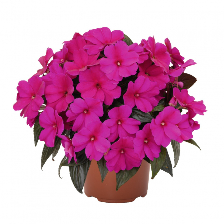 Flori Gradina si Balcon - Sporul Casei (Impatiens) - Purple (30cm)