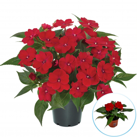 Sporul Casei (Impatiens) - Rosu (30cm) [1]