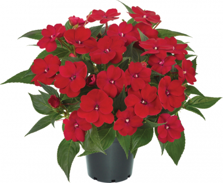 Flori Gradina si Balcon - Sporul Casei (Impatiens) - Rosu (30cm)