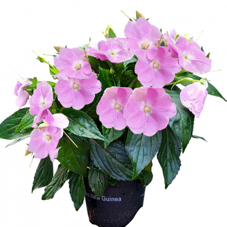 Flori Gradina si Balcon - Sporul Casei (Impatiens) - Roz (30cm)