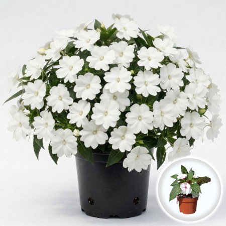 Flori Gradina si Balcon - Impatiens New Guinea Alb 25cm Productie Proprie Pepiniera Sibiu