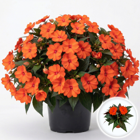 Flori Gradina si Balcon - Impatiens New Guinea portocaliu Sporul Casei flori ghiveci Pepiniera Sibiu