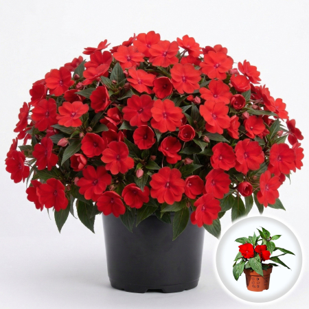Flori Gradina si Balcon - Impatiens New Guinea Rosu 25cm Productie Proprie Pepiniera Sibiu