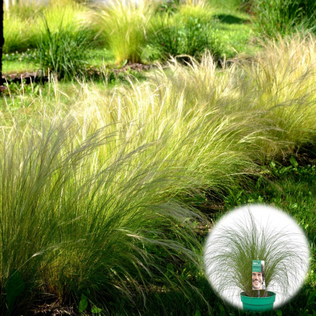 Iarba Decorativa - Stipa - Coada de Ponei 40cm+
