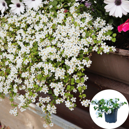 Flori Gradina si Balcon - Sutera - Alba (P12)