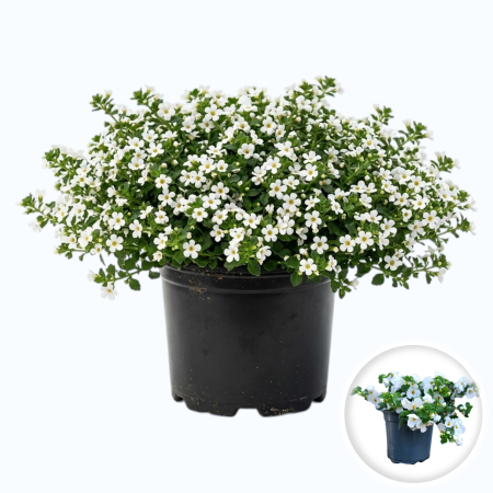 Flori Gradina si Balcon - sutera-cordata-bacopa-alba-planta-curgatoare-pepiniera-sibiu