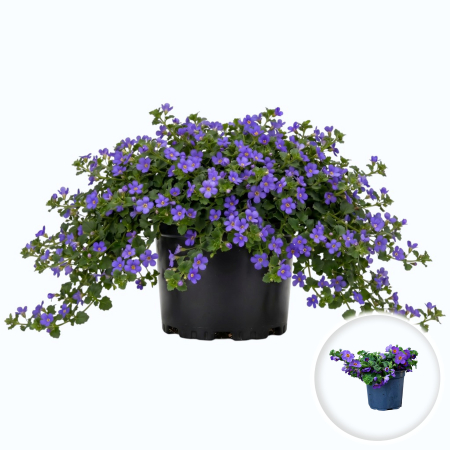Flori Gradina si Balcon - sutera-albastra-bacopa-blue-planta-curgatoare-pepiniera-sibiu