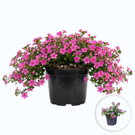 Flori Gradina si Balcon - sutera-cordata-roz-planta-curgatoare-pepiniera-sibiu