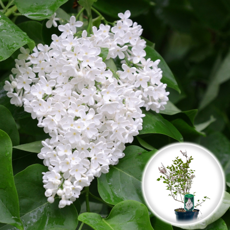 Liliac - Liliac Pitic - Alb - 50-60cm