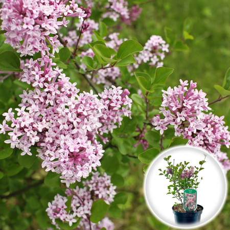 Liliac - Liliac Pitic - Roz - 40cm
