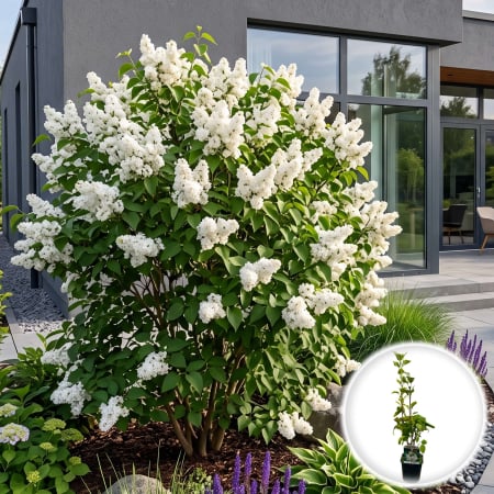 Liliac (Syringa) - syringa-vulgaris-monique-lemoine-liliac-alb-batut-pepiniera-sibiu