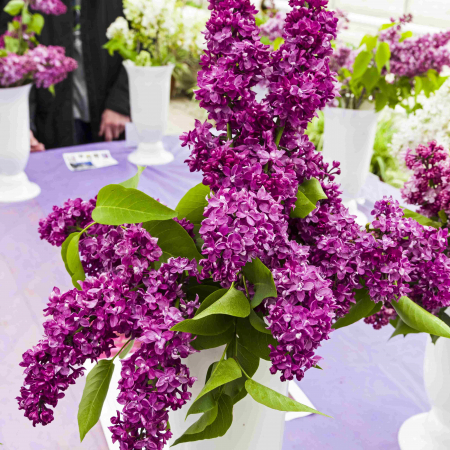 Liliac - Syringa v. Charles Joly (P9)