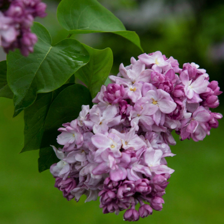 Liliac - Syringa v.K. Havemeyer 30-40cm (3L)