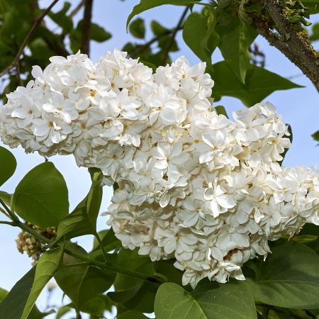 Liliac - Syringa v. Monique Lemoine -30-40cm (3L)