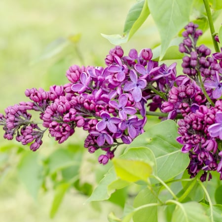 Liliac - Syringa v. Znamya Lenina 30-40cm (3L)