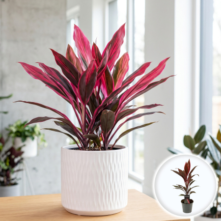 Plante Interior - cordyline-tango-frunze-verde-roz-pepiniera-sibiu