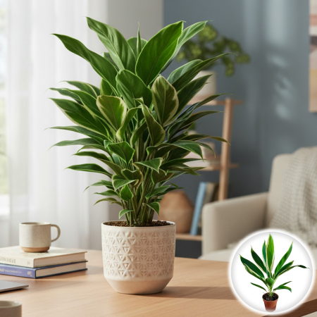 Plante Interior - Cordyline F. - New Conga - 60cm