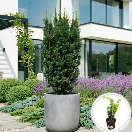 Taxus - taxus-baccata-fastigiata-tisa-columnara-conifer-umbra-pepiniera-sibiu