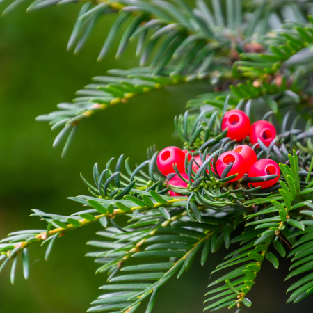 Plante Decorative - Taxus Baccata - 2L