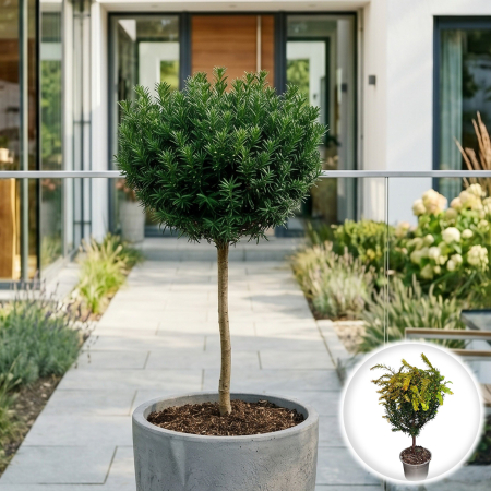Taxus - taxus-baccata-pe-picior-conifer-globular-pepiniera-sibiu