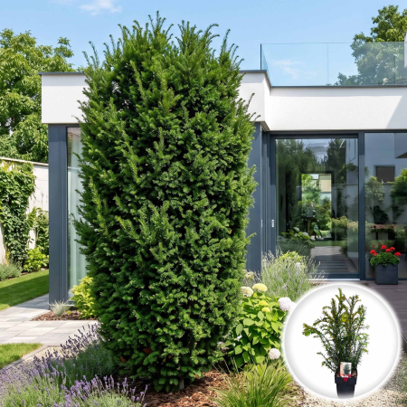 Taxus - taxus-baccata-tisa-conifer-gard-viu-pepiniera-sibiu