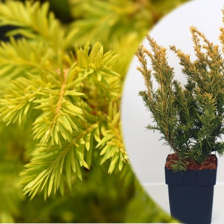 Plante Decorative - Taxus Baccata SemperAurea (5L)