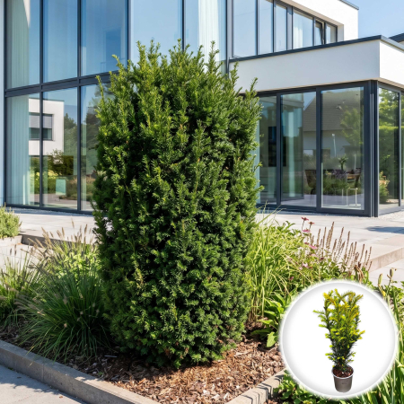 Taxus - taxus-media-groenland-conifer-tisa-gard-viu-pepiniera-sibiu