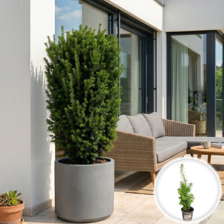 Taxus - taxus-x-media-hicksii-tisa-columnara-gard-viu-pepiniera-sibiu