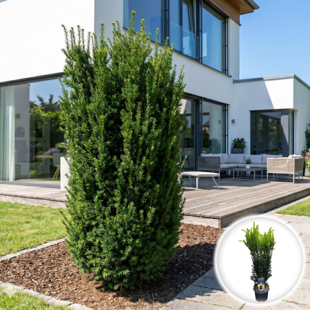 Plante Decorative - taxus-media-hillii-conifer-gard-viu-pepiniera-sibiu