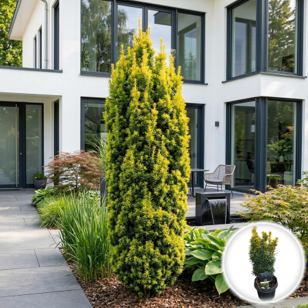 Taxus - taxus-baccata-david-conifer-coloanar-galben-pepiniera-sibiu