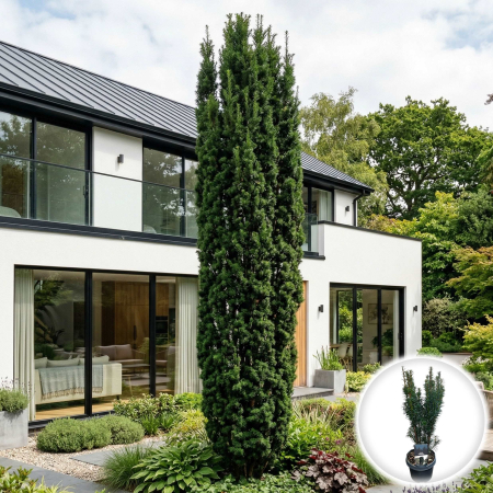 Taxus - taxus-baccata-fastigiata-tisa-columnara-pepiniera-sibiu