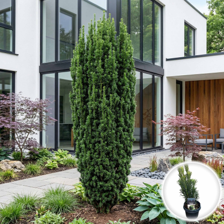 Taxus - cephalotaxus-harringtonii-fastigiata-tisa-japoneza-pepiniera-sibiu